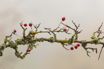 Close up shot of mossy branch with red small berries on it