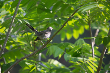 FOREST BIRDS