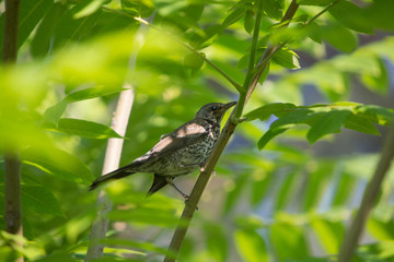FOREST BIRDS