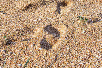 Footprints in the sand