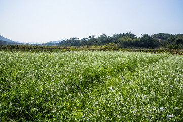 Fototapeta na wymiar The rape flower fields scenery in spring