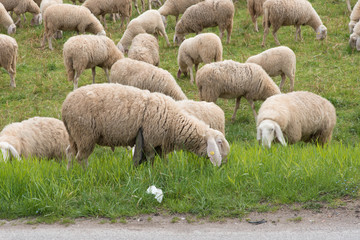 Obraz premium Sheep grazing