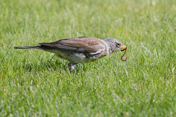 FOREST BIRDS