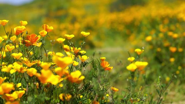 California Poppy Focus In Out 02 Wild Flowers Super Bloom Lake Elsinore