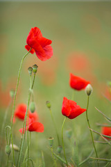 Naklejka premium red poppies