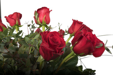 Rosen; rote Rosen;Blumen:Natur