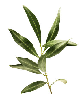 Photo of green olive branch, isolated on white © laplateresca