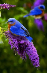 Lavender and bird