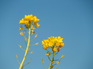 菜の花と春の空