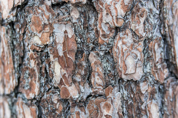 Old bark macro