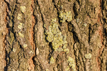 Old bark macro