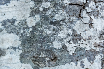 Old bark macro