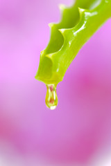 Aloe vera als Alternativmedizin