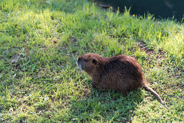 Nutria walking