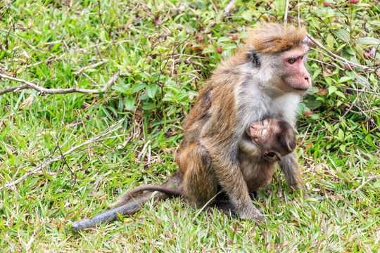 Sri-Lankan toque macaque
