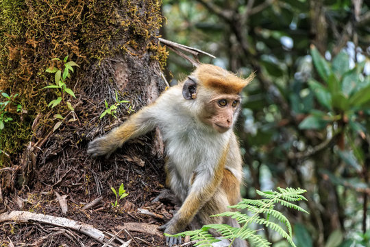 Sri-Lankan Toque Macaque