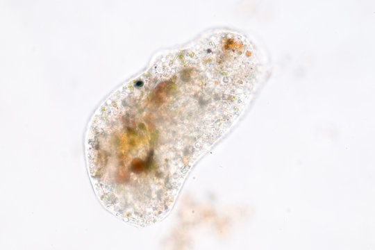 Amoebae move and feed by using pseudopods, which are bulges of cytoplasm formed by the coordinated action of actin microfilaments pushing out the plasma membrane that surrounds the cell.