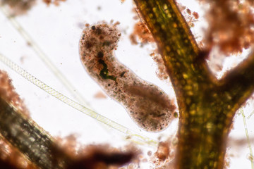 Amoebae move and feed by using pseudopods, which are bulges of cytoplasm formed by the coordinated action of actin microfilaments pushing out the plasma membrane that surrounds the cell.