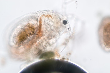 Moinidae is a crustacean family within the order Cladocera under the microscopic view.