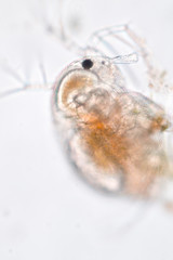 Moinidae is a crustacean family within the order Cladocera under the microscopic view.