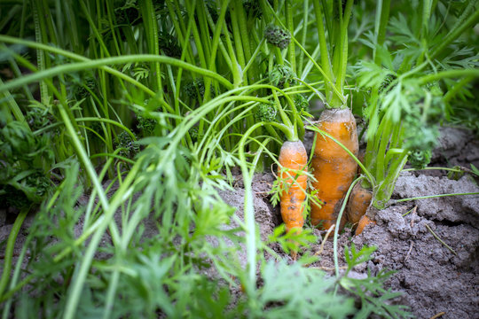 Fresh organic carrots with green leaves in the ground.