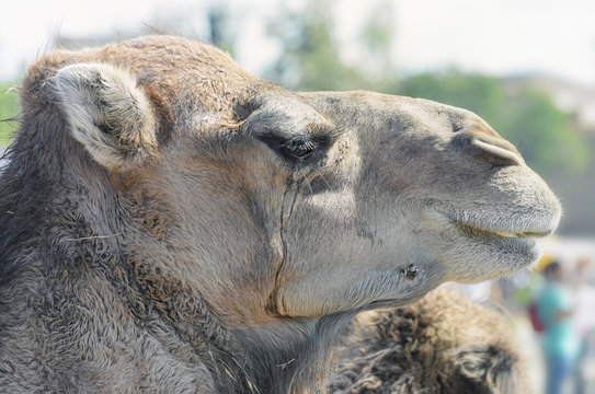 Camelus dromedarius. Profile of a dromedary, also called the Arabian camel. Moment when he's eating in calm. Close-up during a medieval festival in Spain.
