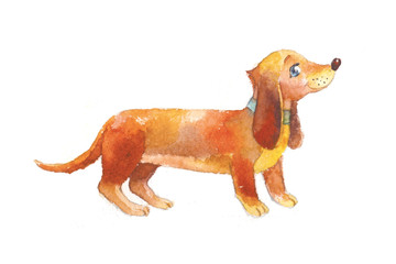 Dachshund watercolor