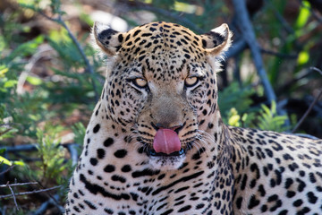 Fototapeta na wymiar Young Male Leopard