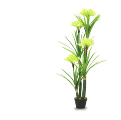 Big dracaena palm in a pot isolated over white