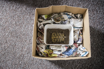 tortoise hibernation