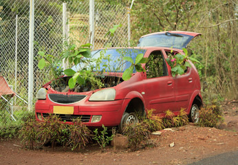 An abandoned red car with germinated plants under the hood