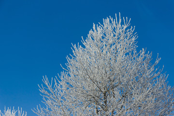 Frozen tree branches against a blue sky