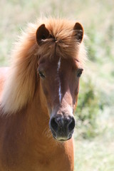 Pony