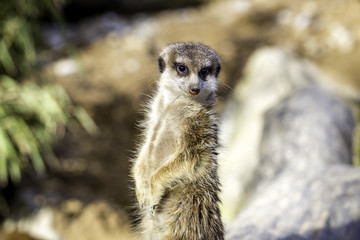 Fototapeta premium Wachsames Erdmännchen 