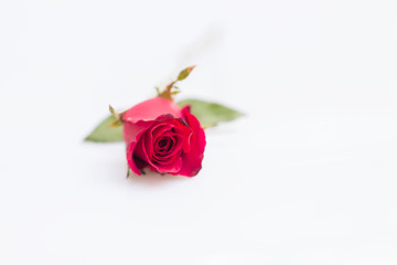 red rose isolated on white background
