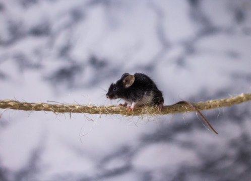 Maus