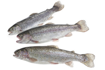 Trout freshly caught in a white white background