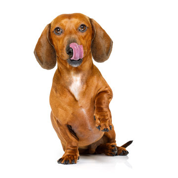 hungry sausage dachshund dog licking with tongue