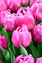 Obraz premium różowe tulipany, bukiet