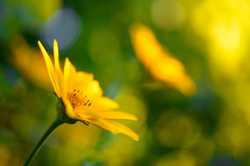 Bright Yellow Daisy Flower. Floral Image.