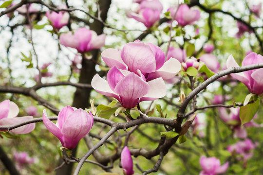 Fototapeta Bloomy magnolia tree with big pink flowers