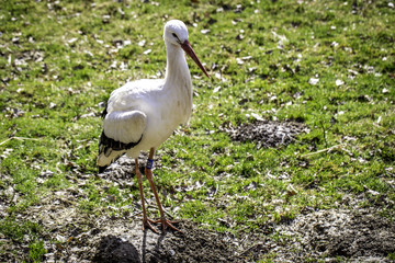 Einzelner Storch auf einer Wiese