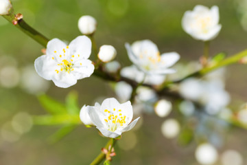 Fototapeta premium Spring blossoming white spring flowers