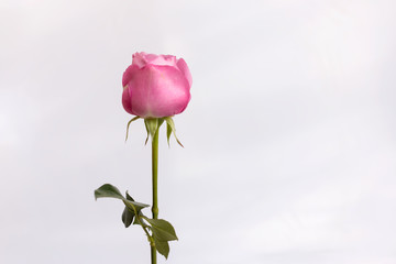 Pink rose isolated on white background.