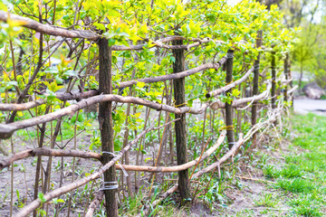 Rural fence from green fresh plants