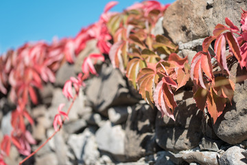 Autumn colors in the medieval village