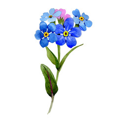 Wildflower myosotis arvensis flower in a watercolor style isolated.