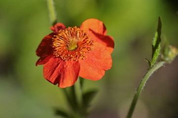 Red flower on the green background