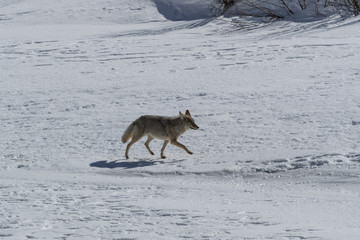 Fototapeta premium Coyote
