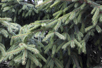 Pine brunch can use for background
